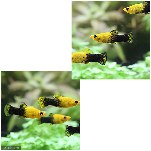 ǮӵΥ֥åɥ󥸡⡼꡼