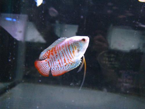 ǮӵFISH JAPANʥեå ѥ