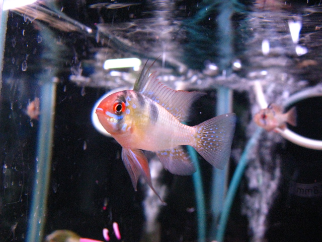 ǮӵFISH JAPANʥեå ѥ