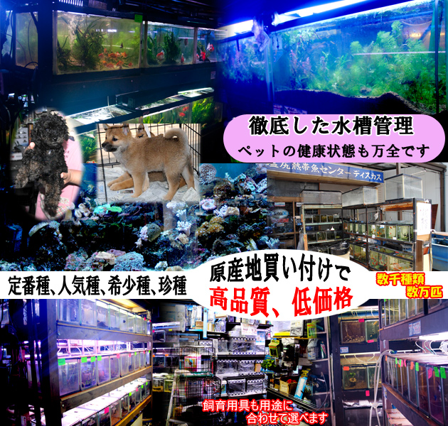 ǮӵαǮӵ󥿡ǥ