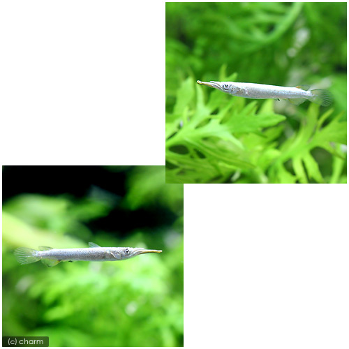 ǮӵΥǥ󡦥ǥ⥲ˡ