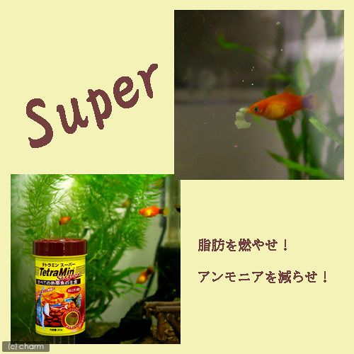 ǮӵΥƥȥߥ󥹡ѡ