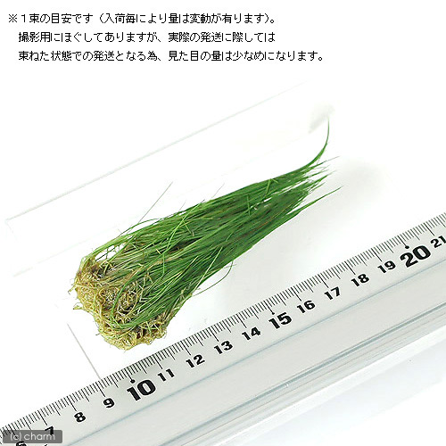 ǮӵΥإ饹ʣ«ʬ
