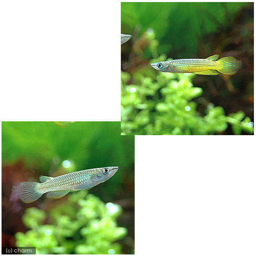 ǮӵΥץ륹ͥޥ饰