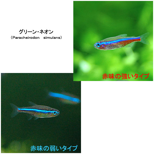 ǮӵΥ꡼ͥƥȥ