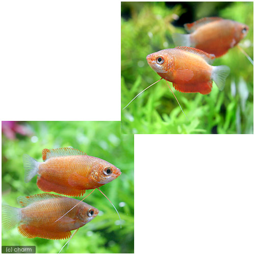 ǮӵΥåɡߡ