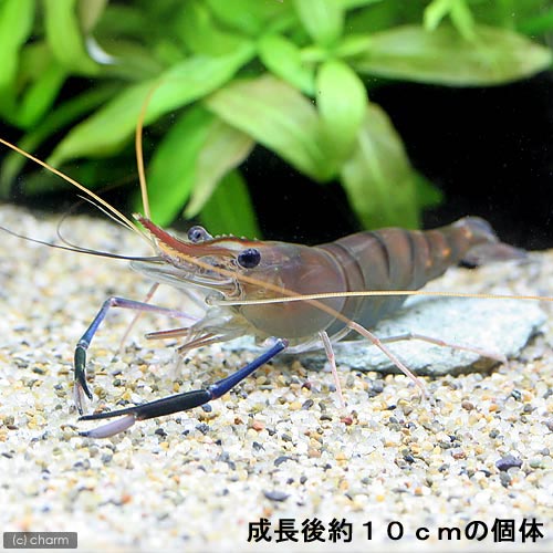 オニテナガエビ 熱帯魚のt Fish L