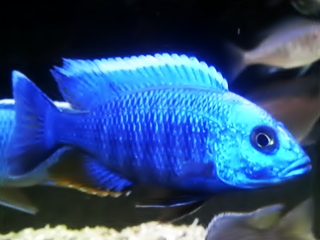 ǮӵιܵͿϺŹ