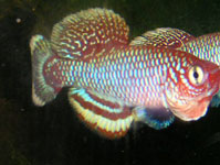 ǮӵǮ