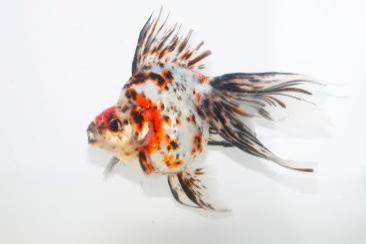 熱帯魚の第34回日本観賞魚フェア