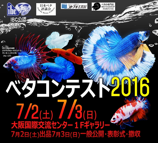 熱帯魚のベタコンテスト2016
