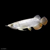 熱帯魚のアジアアロワナ　レッドテールゴールデン