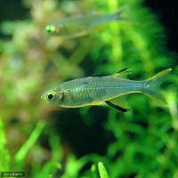 熱帯魚のセレベス・レインボー