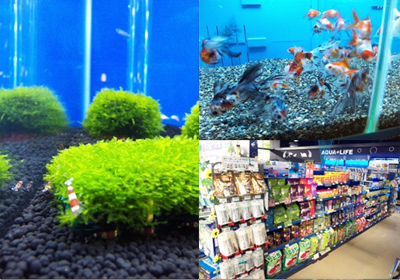 熱帯魚のペットワールドアミーゴ多賀城店