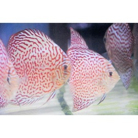 熱帯魚の塩尻熱帯魚センターディスカス