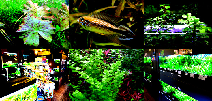 熱帯魚のウィステリア水草観賞魚