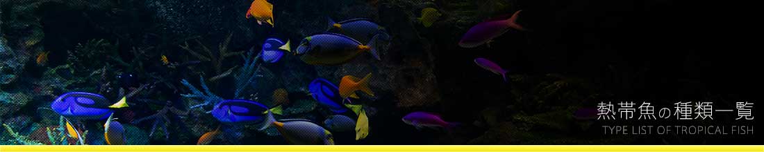 熱帯魚の種類一覧